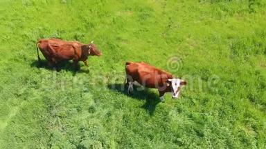 牧场上一片绿油油的草地上，一群牛在嚼草